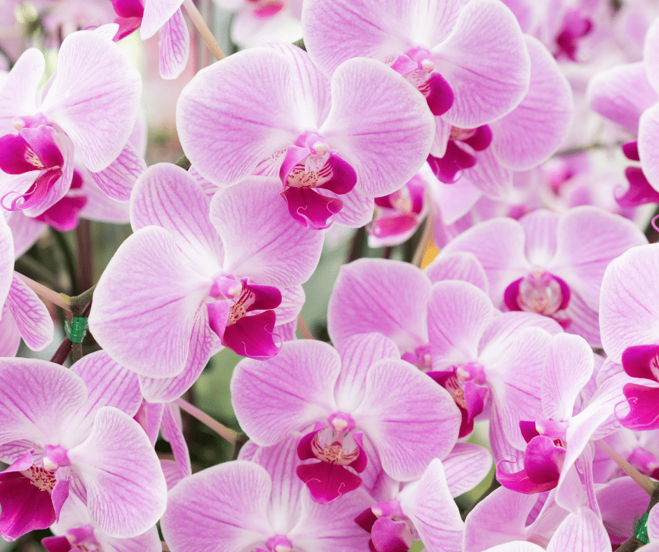 Thai Orchid Flower Meaning Best Flower Site