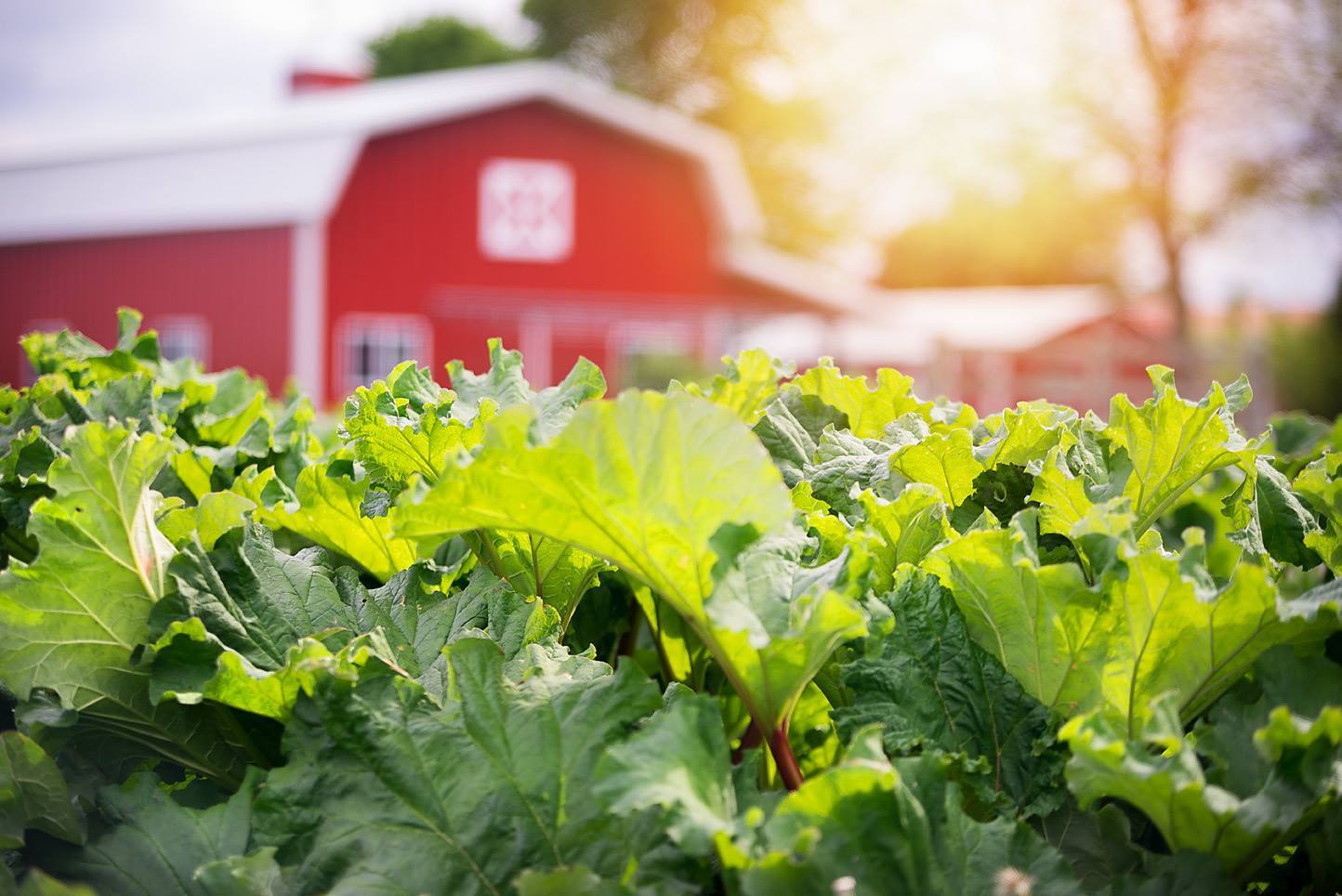 The Valley Orchard 35 Acre FamilyOwned Apple Orchard