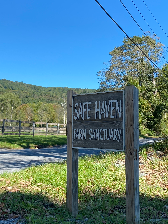 A Visit to Safe Haven Farm Sanctuary in Poughquag, NY The Vegan Atlas