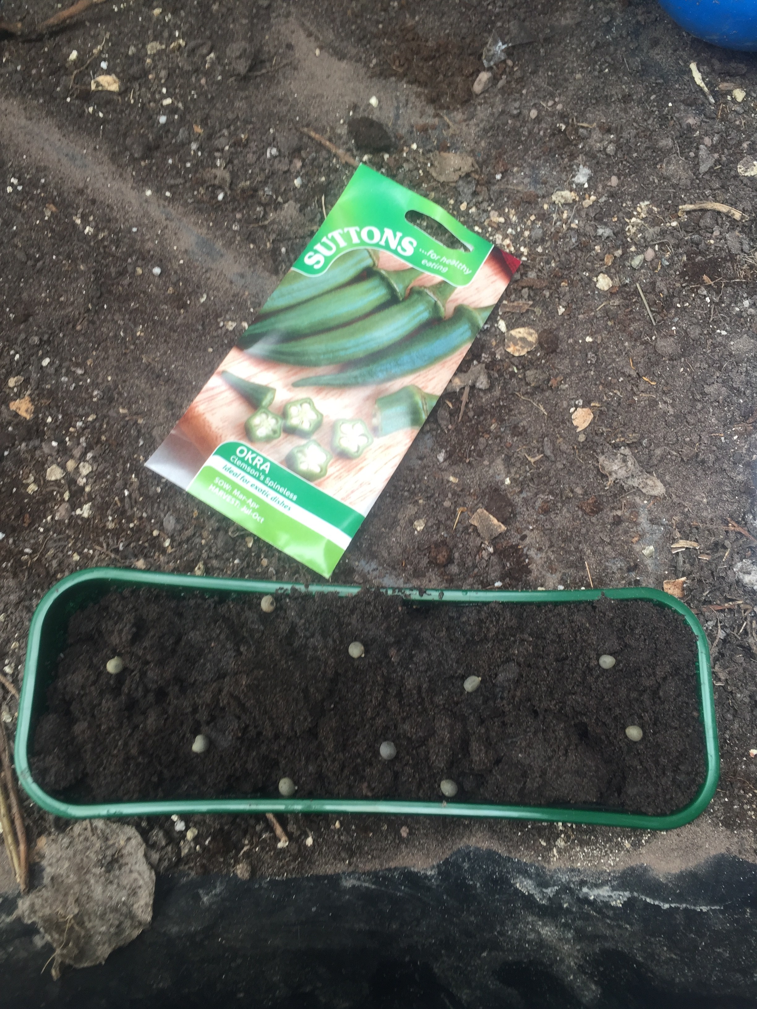 Project okra update. Seed sown. The Veg Grower Podcast