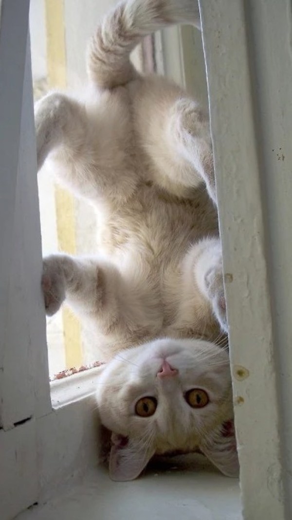 Ten Upside Down Cats Who Don't Know Which Way Is Up!