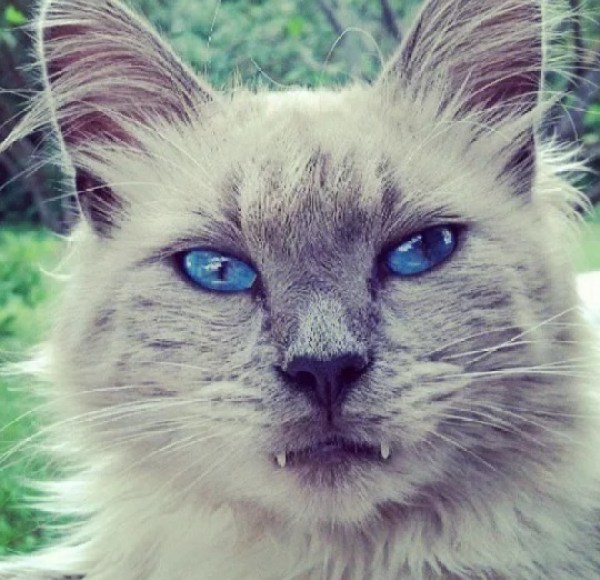 Ten Vampire Cats With Fangs Who Don't Want to Drink Blood