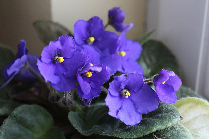 Are African Violets Poisonous to Cats VetReviewed Safety Guide The