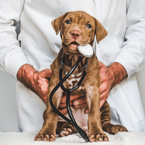 Animal Health and Veterinary Career Advice The VET Recruiter