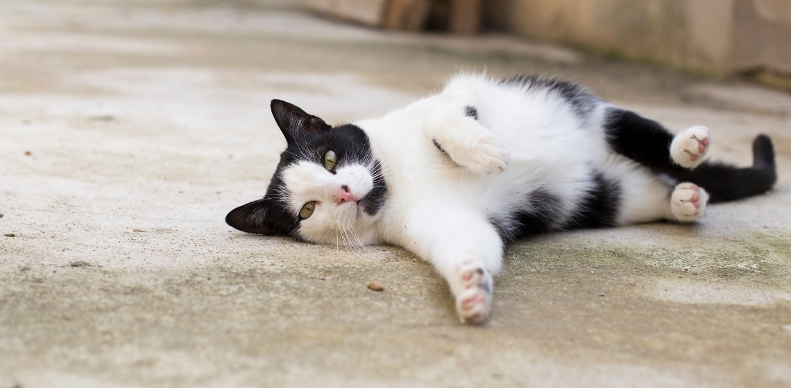 Finding 135 Original Black and White Cat Names The Vets Blog