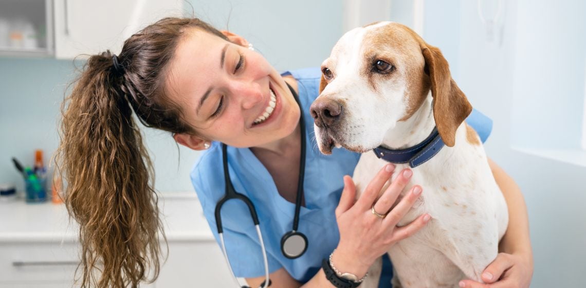 Pyometra in Dogs Symptoms, Diagnosis, Treatment The Vets