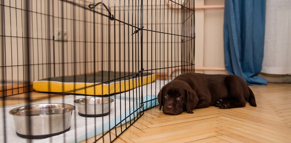 How to Crate Train a Puppy? The Vets
