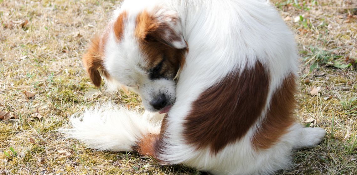 Tapeworms in Dogs Symptoms, Treatment, & Prevention