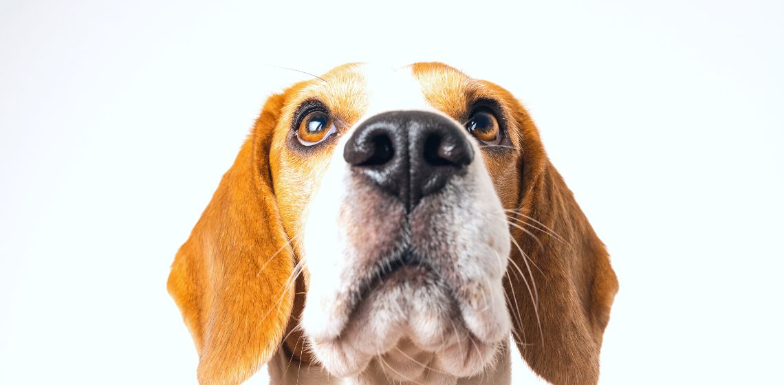 Why Does My Old Dog Pace Around The House