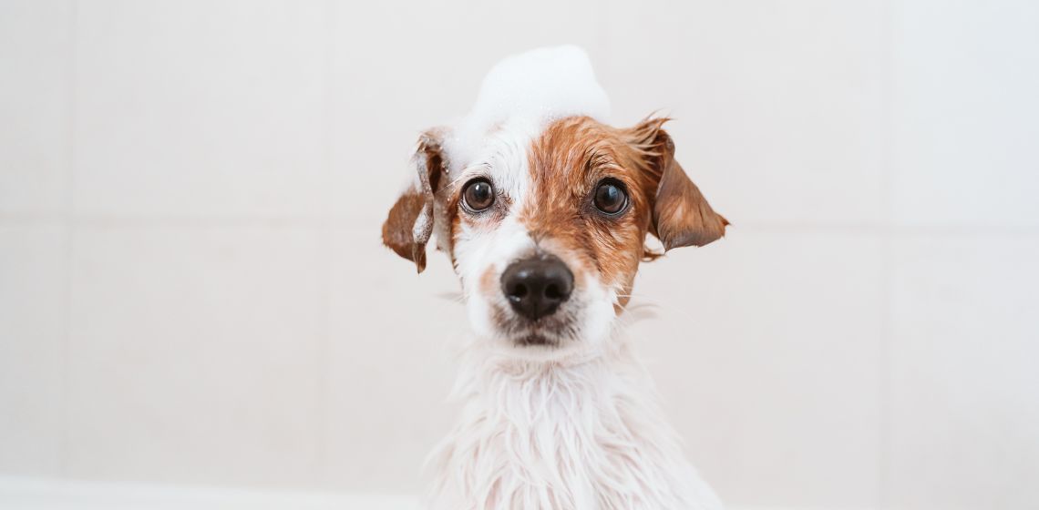How to Bathe a Puppy What’s the Best Way?