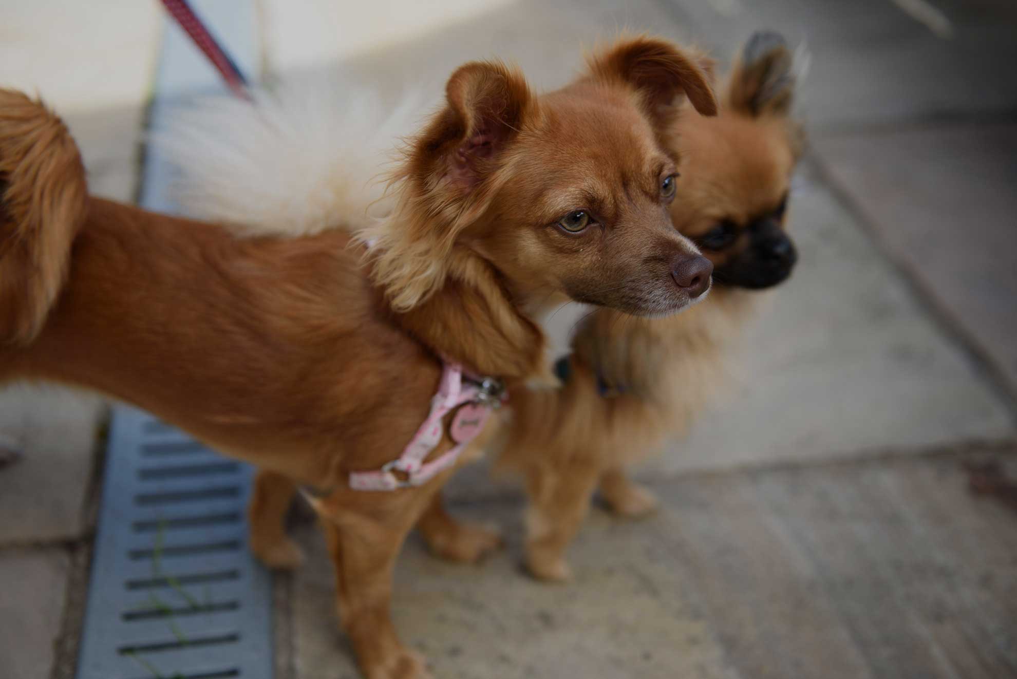 Dog friendly Truro restaurant, pub,