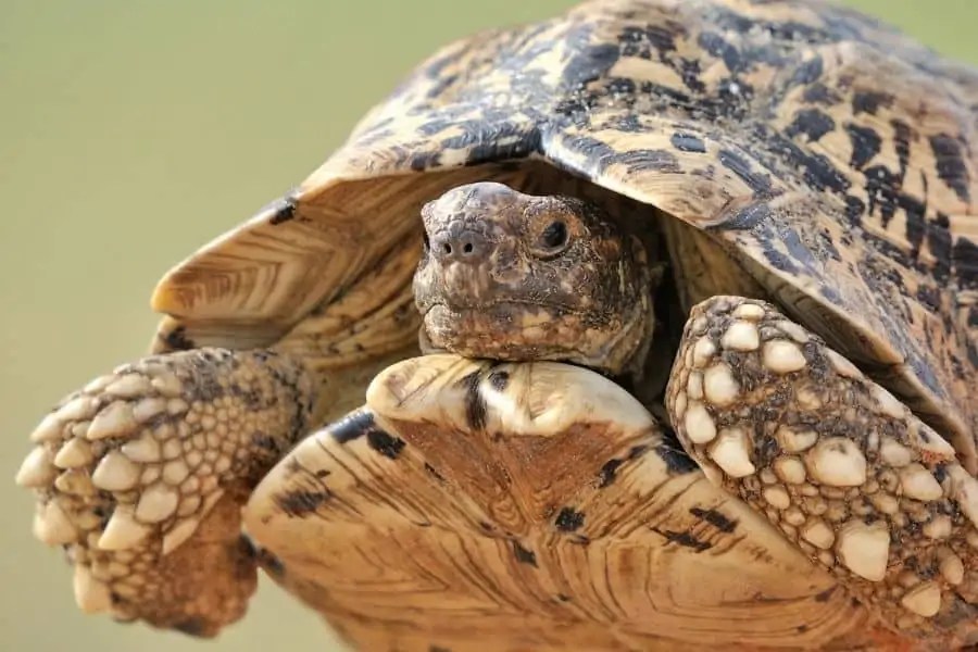 Helpful Tips for Keeping Pet Turtles and Tortoises The Village Pets