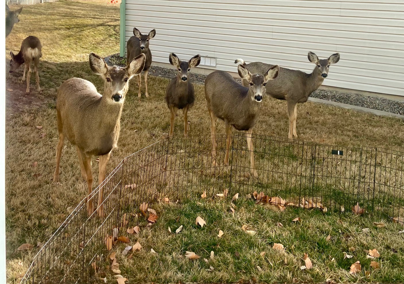 The Vineyard HOA Neighborhood Photos The Vineyard Grand Junction HOA