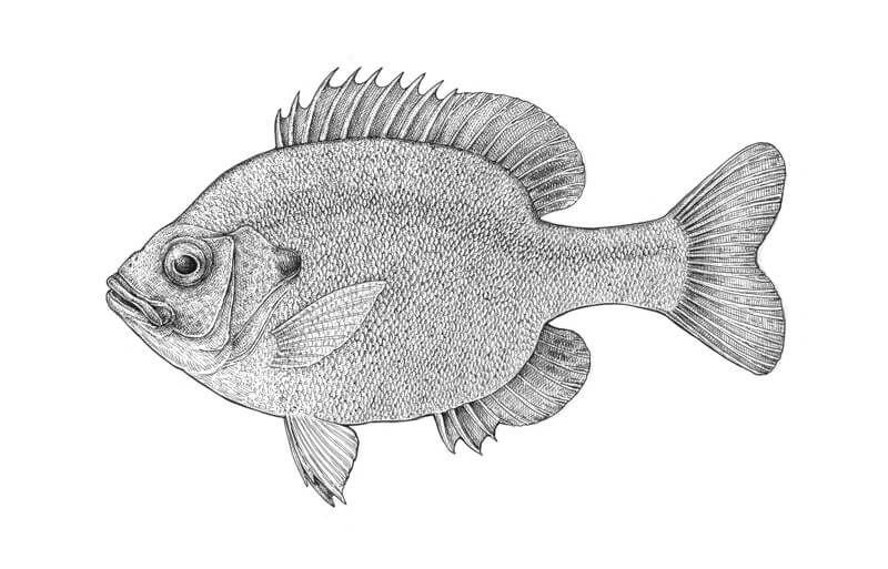 Draw a Fish Pen and Ink Drawing with Digital Painting