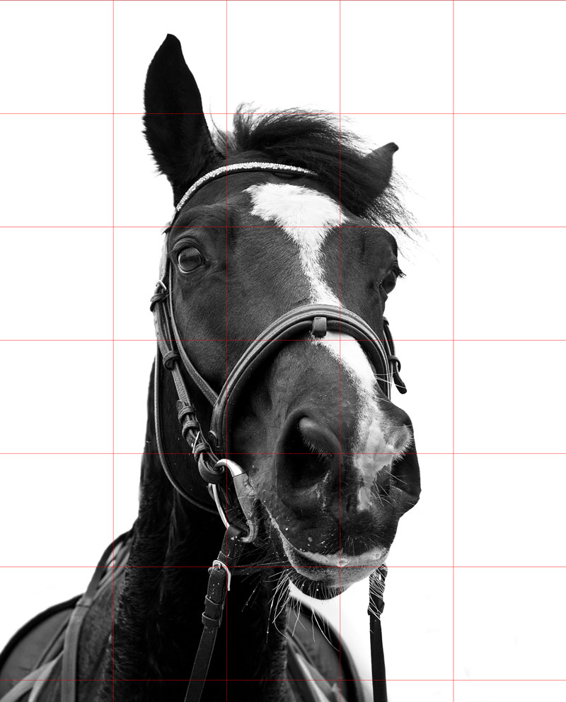 How to Draw a Horse with Charcoal