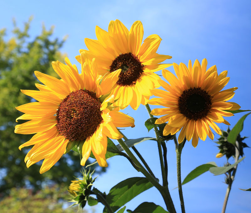 How to Use Watercolor Pencils Watercolor Pencil Techniques