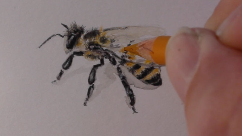 Honeybee Drawing Honey Bee Drawing Running Down Com