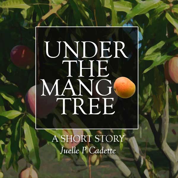 Under the Mango Tree St. Lucia News From The Voice St. Lucia