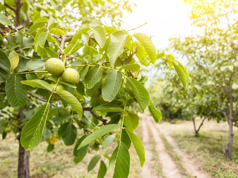 Investing in walnuts The Essentials The Walnut Fund
