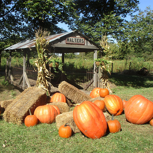 Walter's Pumpkin Patch, Corn Maze, and Family Farm in El Dorado, Only
