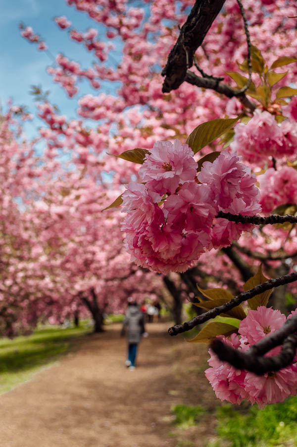 Peak Bloom Cherry Blossoms in Central Park • NYC • The Wanderbug