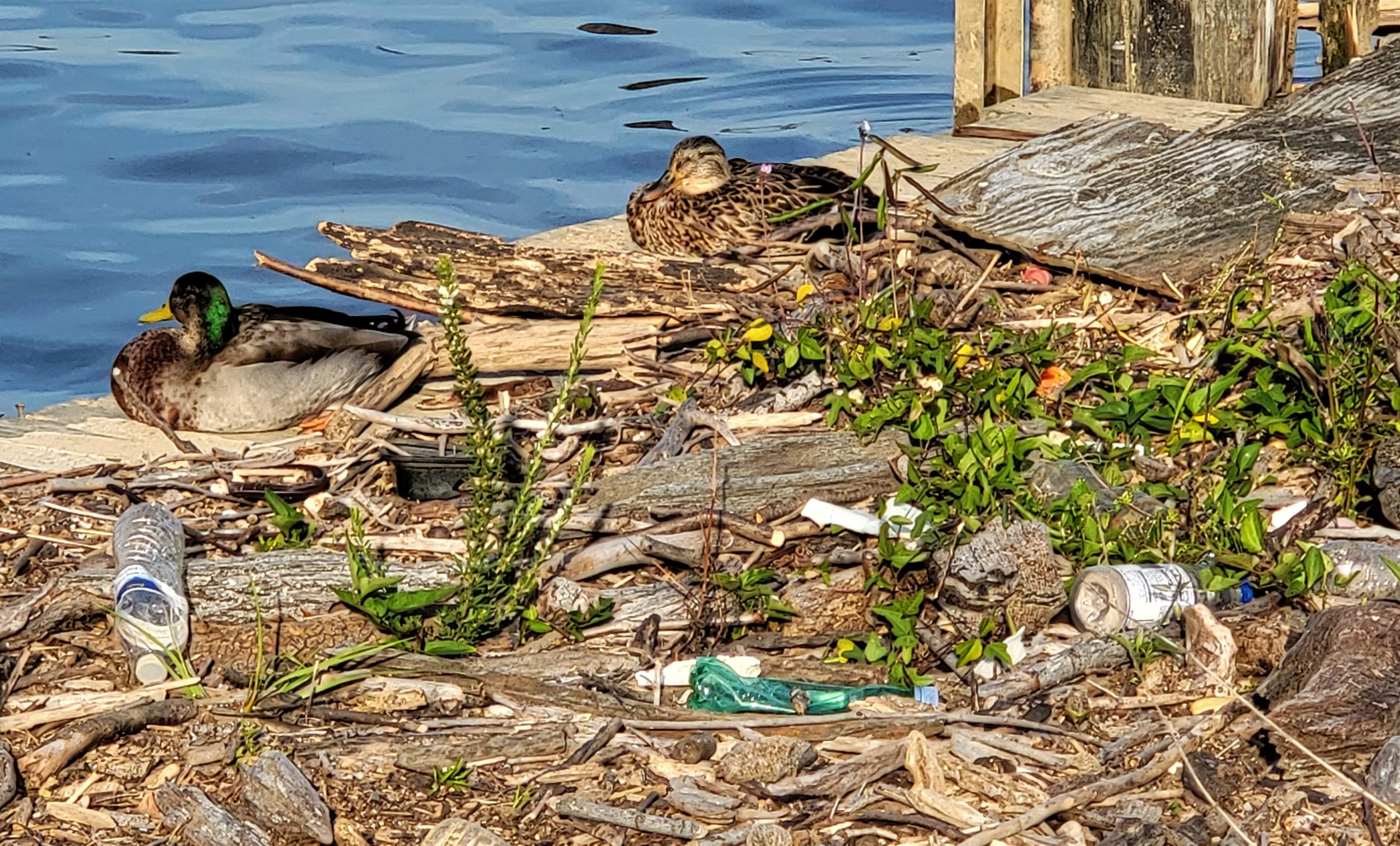 Virginia’s plastic bag tax arrives a decade after DC’s. Here’s why