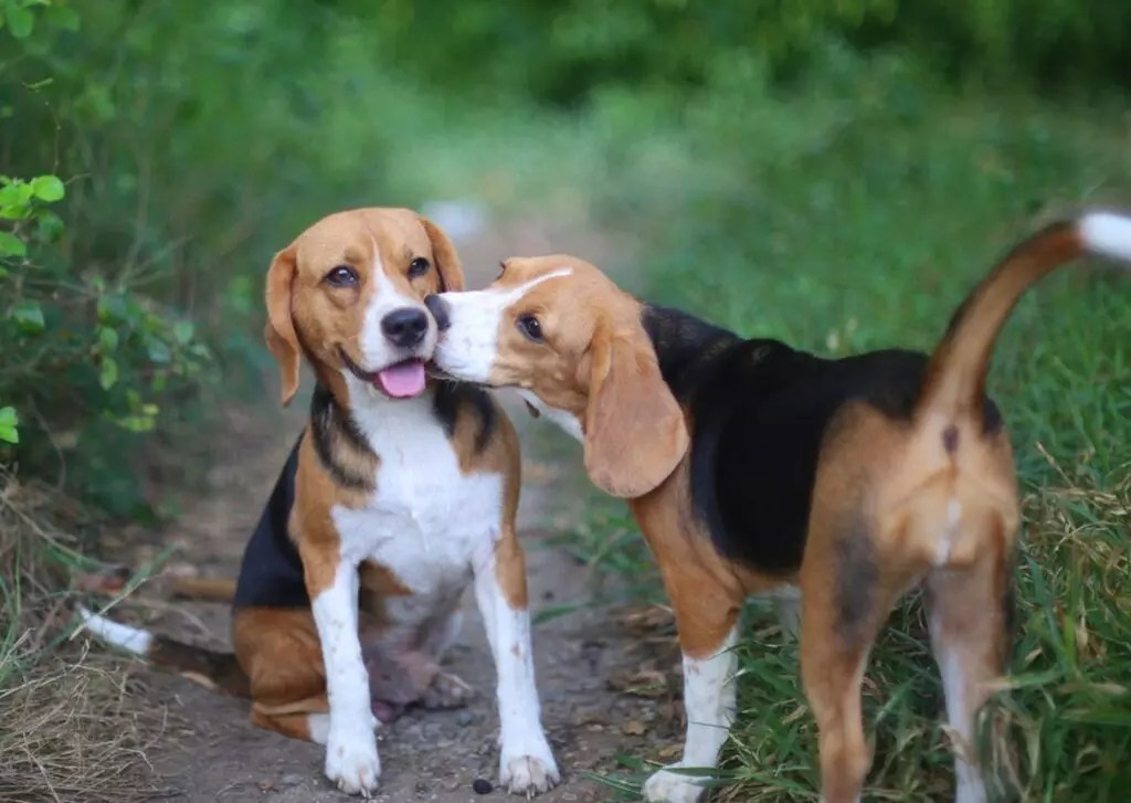8 Dog Breeds That Don't Require a Lot of Grooming The