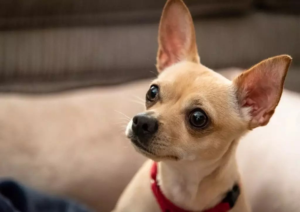 8 Dog Breeds That Don't Require a Lot of Grooming The