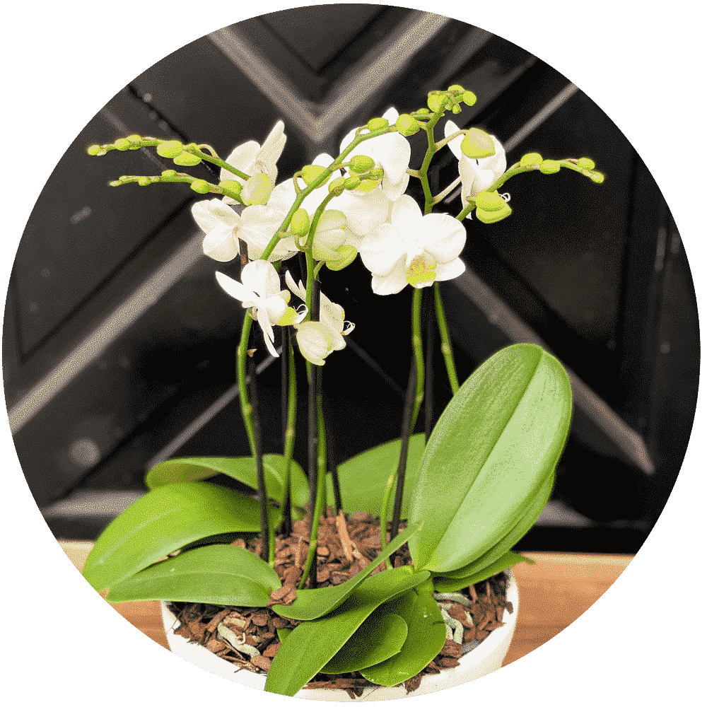 Shop Flowers & Plants The Watering Can Flower Market