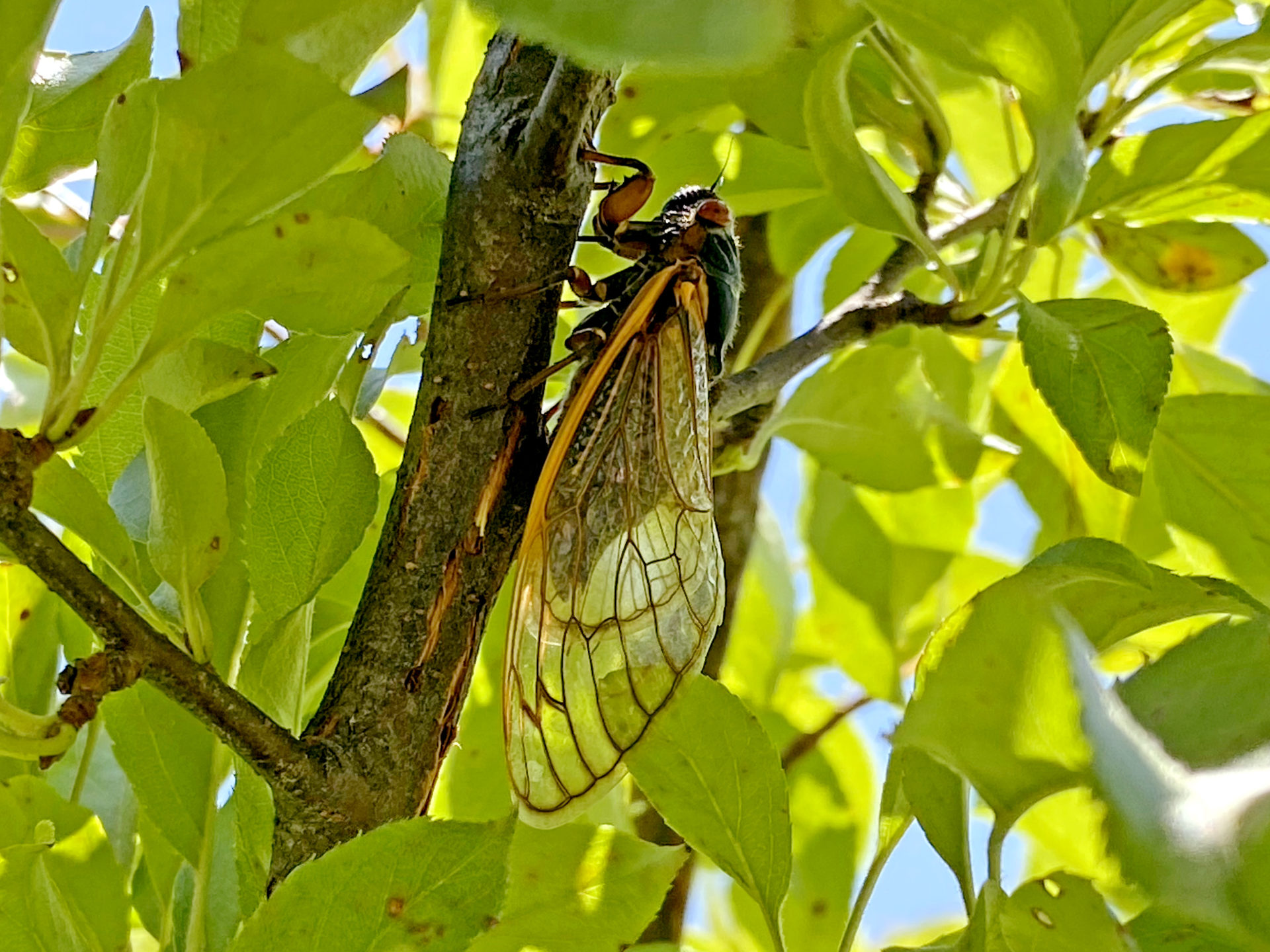 Cicadas Leave A Lasting Impact