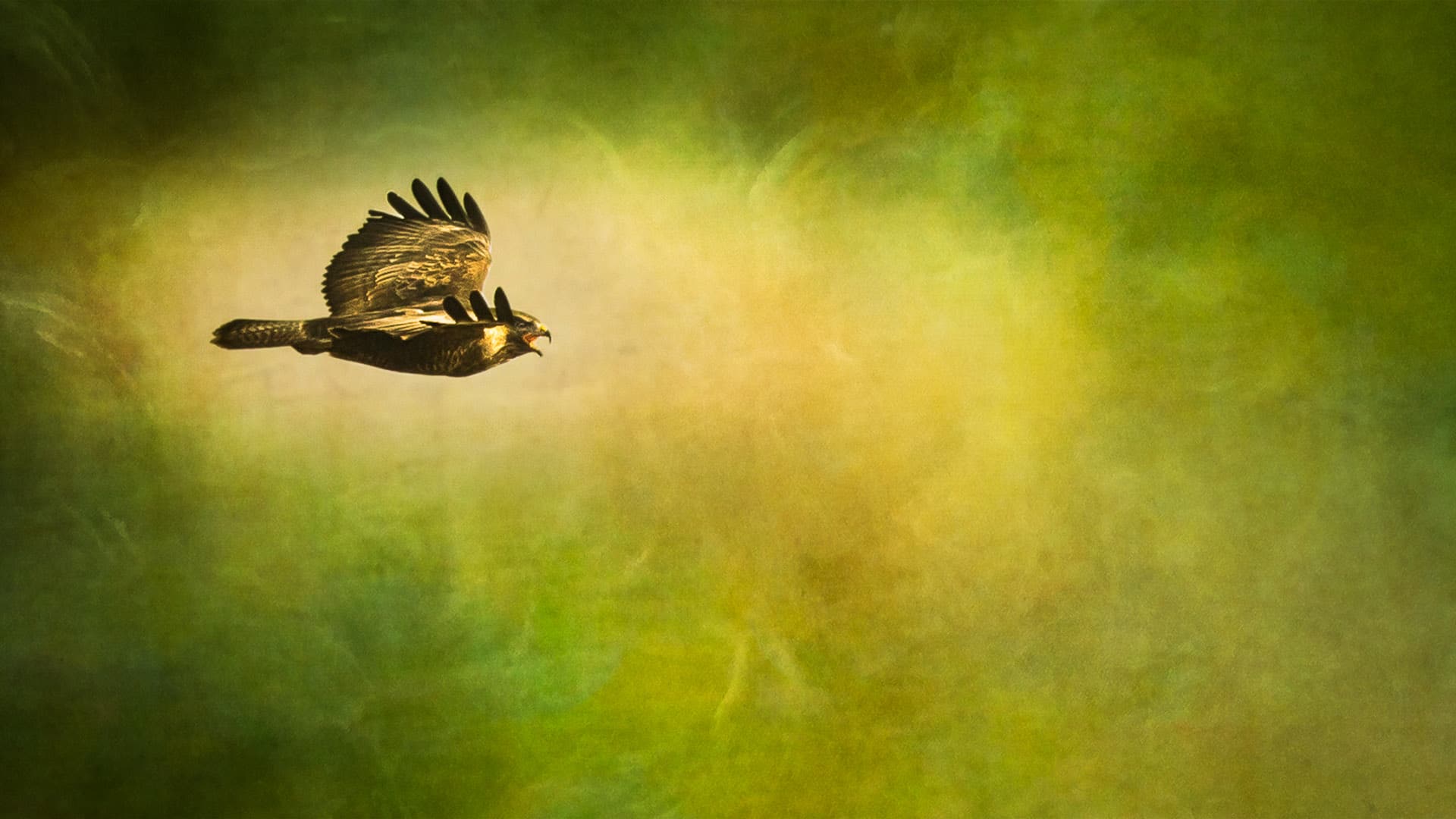 buzzard The Way of the Buzzard