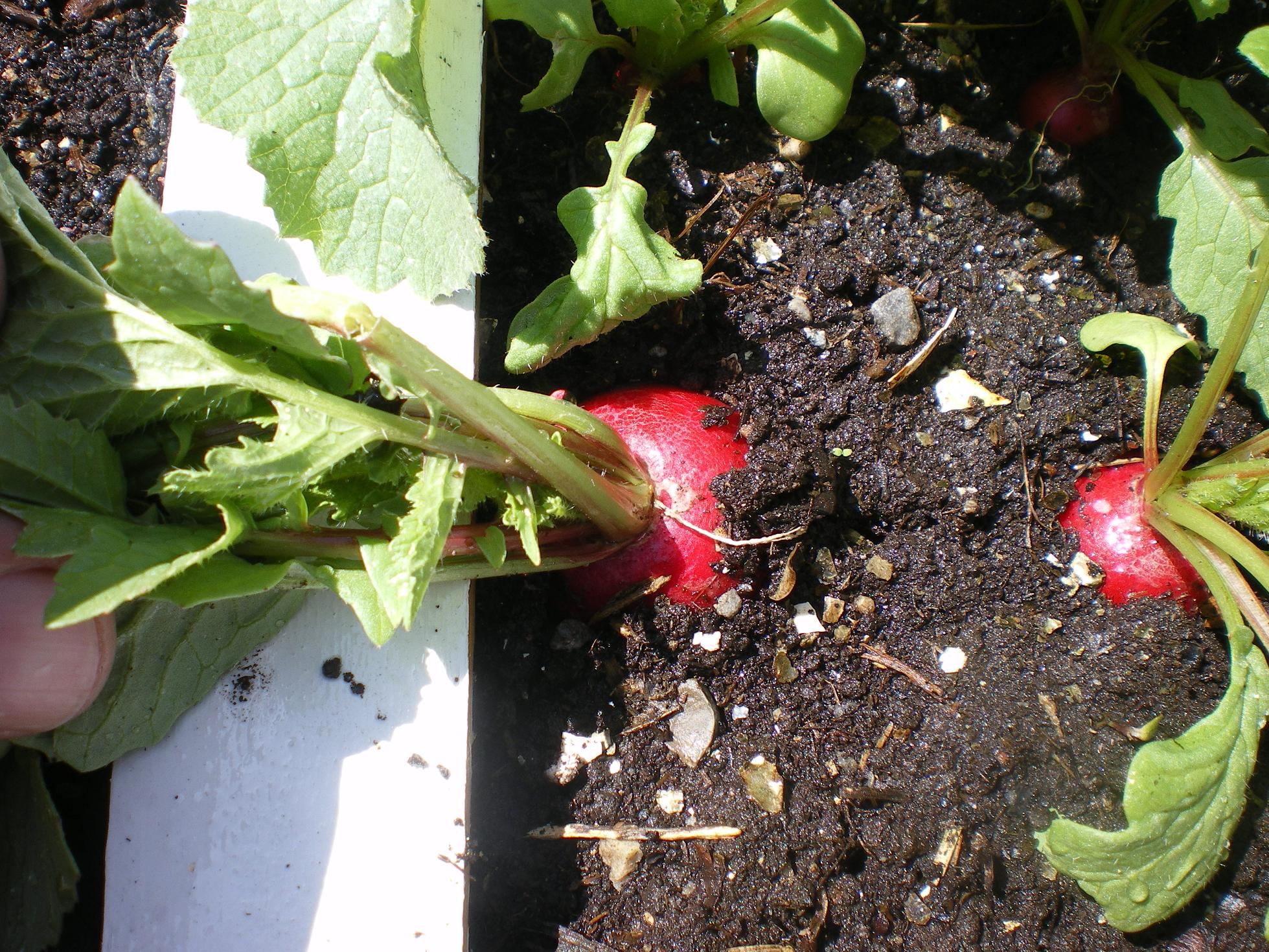 How do you know when radishes are done? The Wealthy Earth