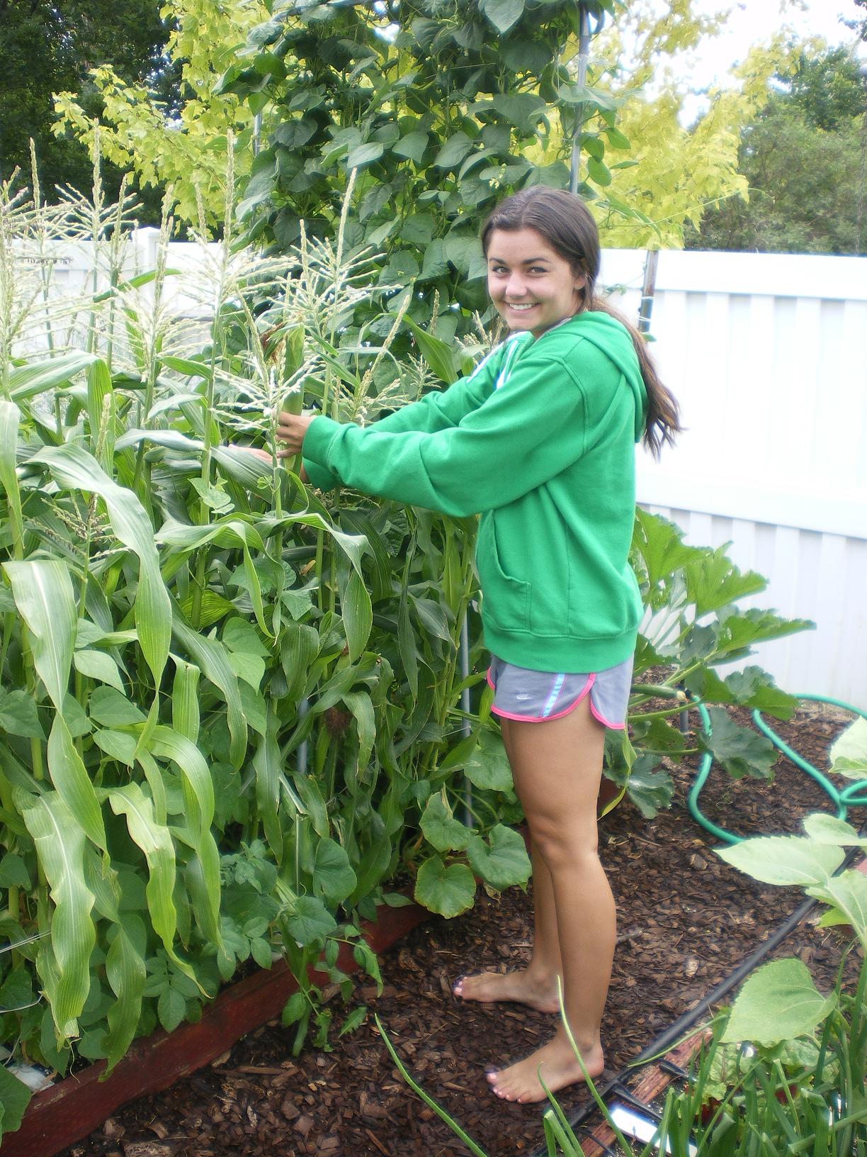 The corn is starting to produce in the square foot gardens The