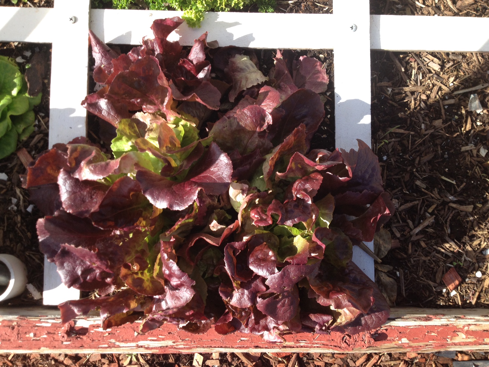 Winter garden lettuce The Wealthy Earth