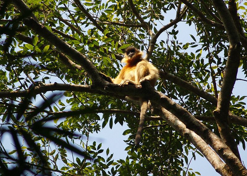 Capped leaf monkey Trachypithecus pileatus facts