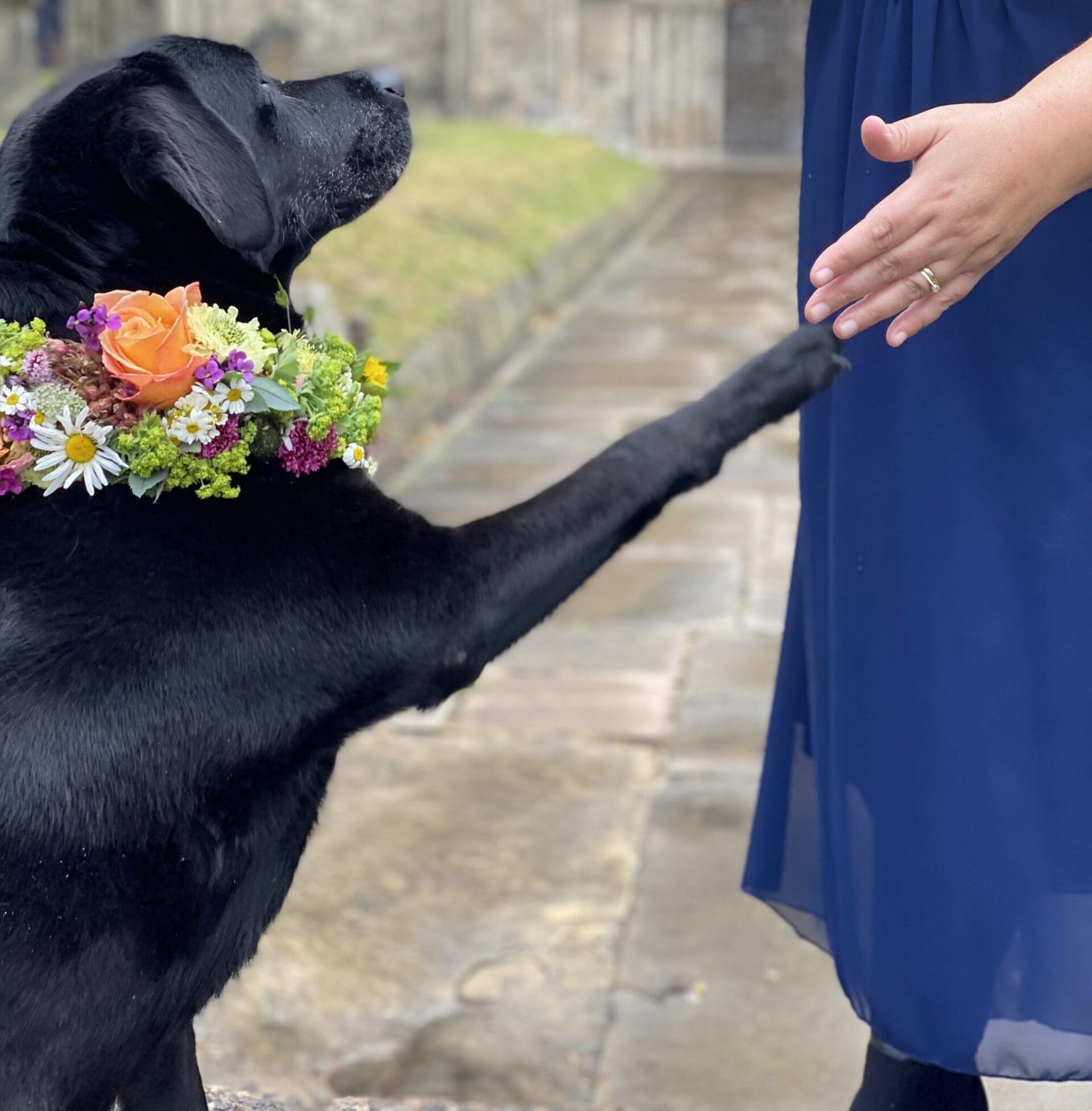 Throw a Dog a Bone, Dog Chaperone Service The Wedding Guide UK
