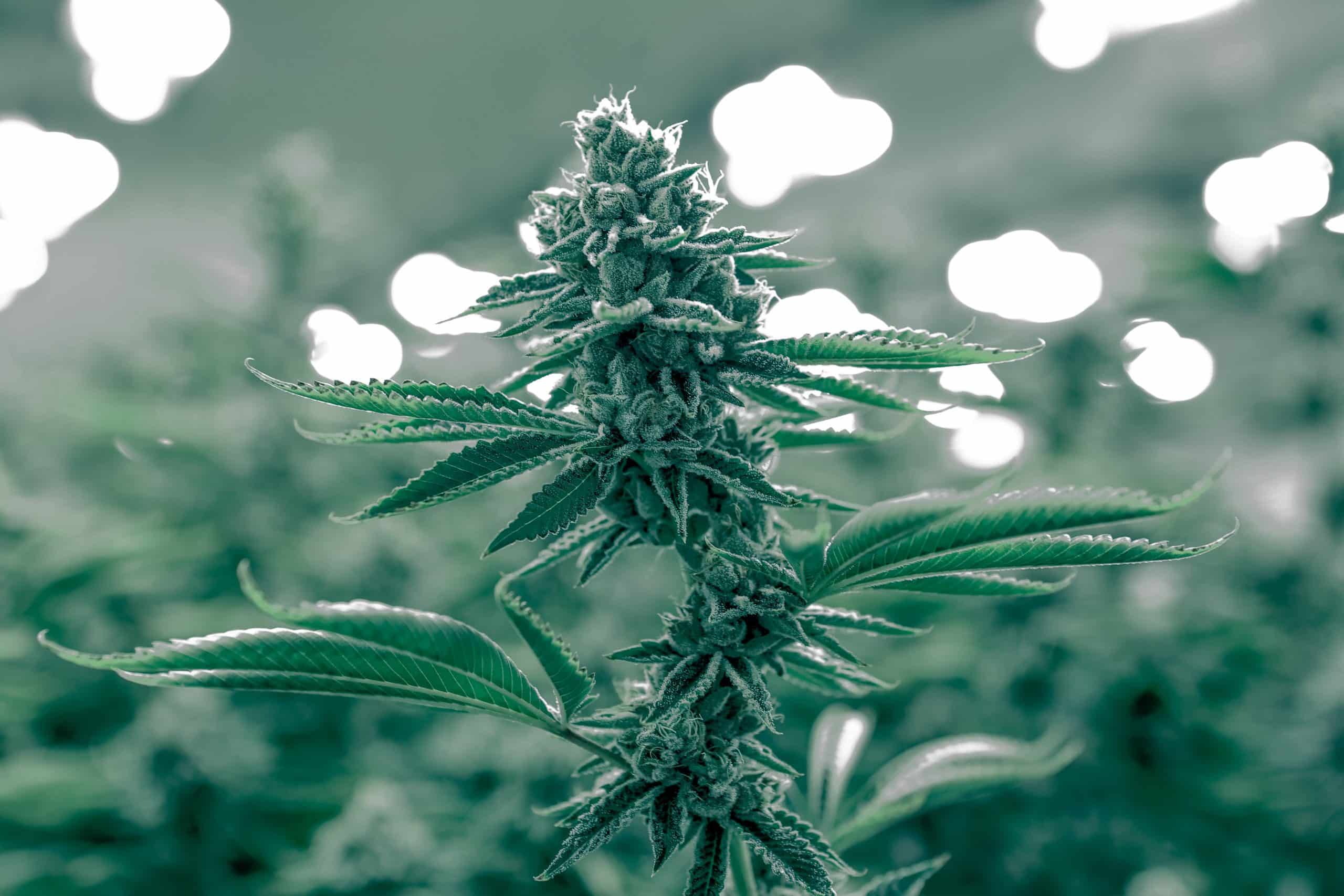 Temperature Problems And Marijuana Plants The Weed Blog