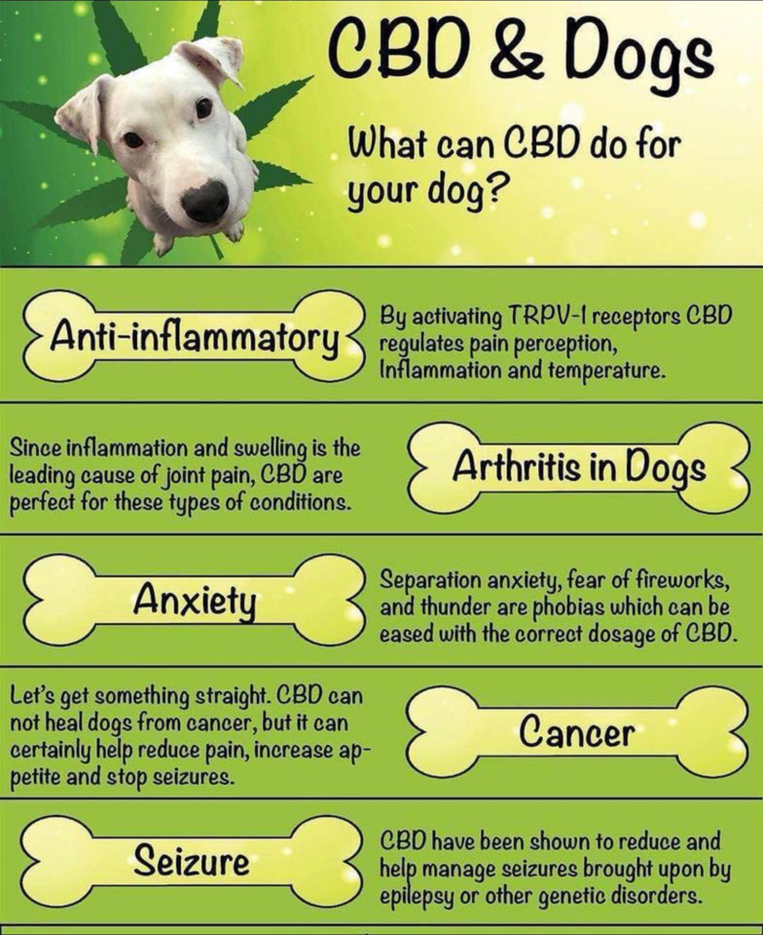 Cbd oil for dogs how it works for arthritis, cancer, lupus and other illnesses