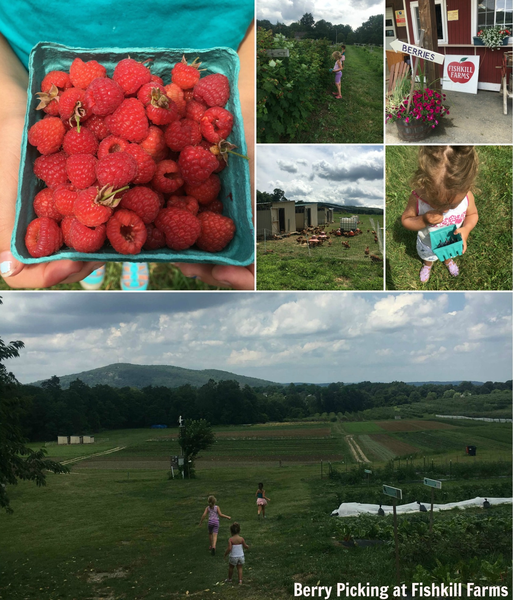 Fishkill Farms Berry Picking for Families in the Hudson Valley