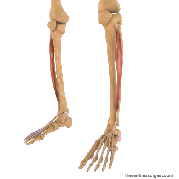 Extensor Digitorum Longus Muscle Anatomy Origin, Insertion, Action