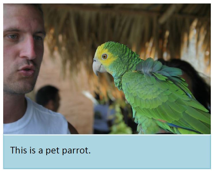 Pet parrots taught to make video calls The Westcoast Reader