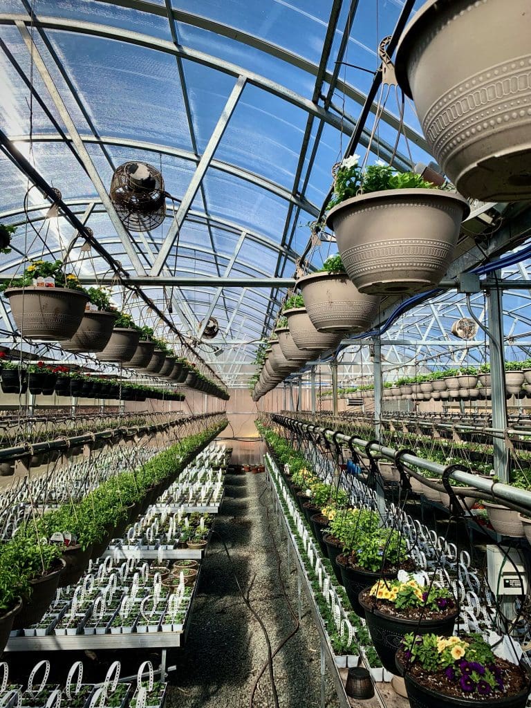 Field and greenhouse prep underway at Westfield farms The Westfield