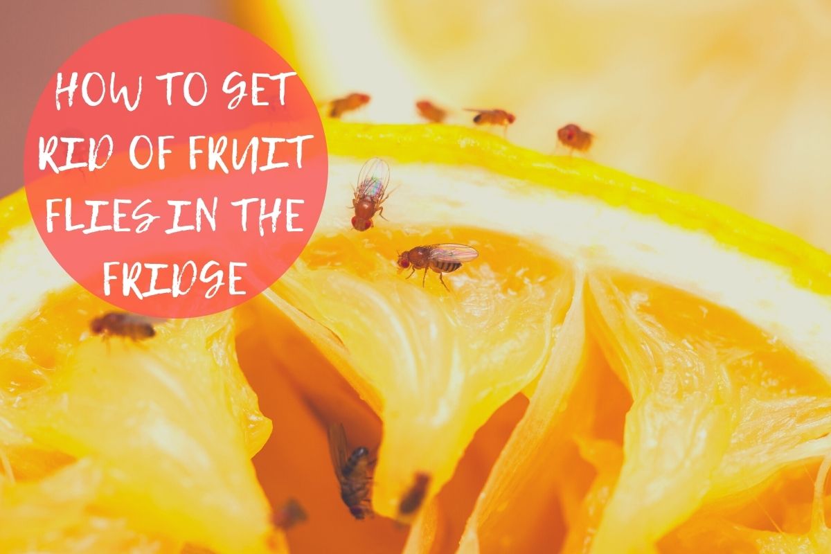 How To Get Rid Of Fruit Flies In Refrigerator? Whisking Kitchen
