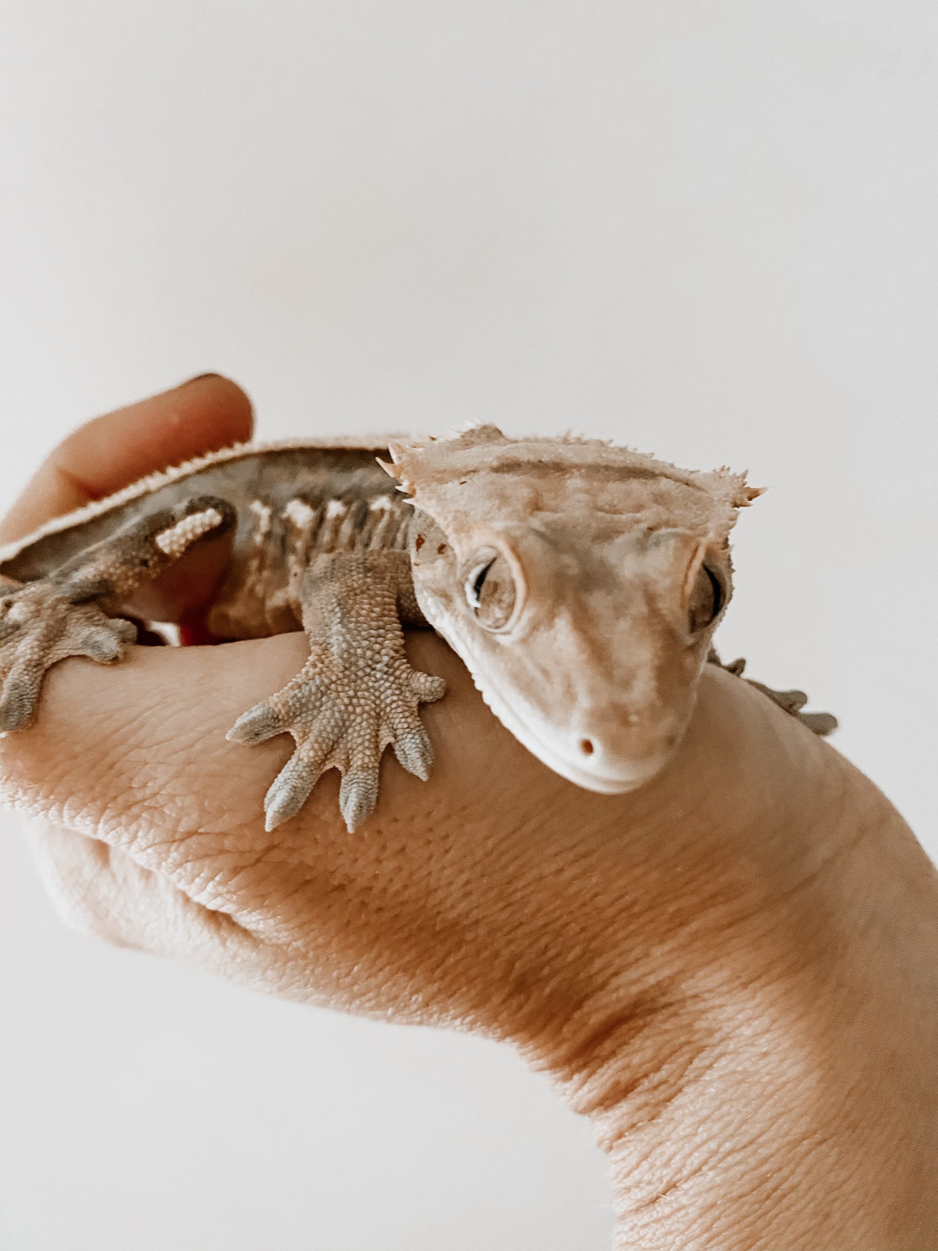 The Best Reptiles To Get Kiddos As A Pet Casey Wiegand of The Wiegands
