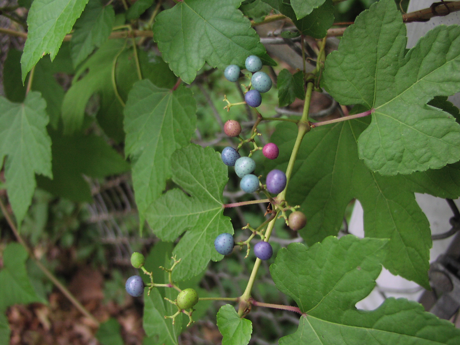 Wild Vine Berries 3 The Adventures of Eydie and Sammy Wight