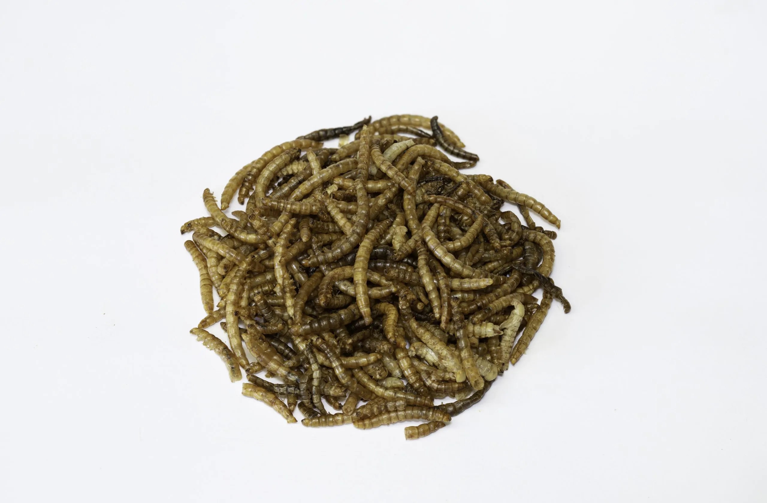 Bulk Dried Mealworms Blackbird, Robin, Sparrow & Starling Bird Food