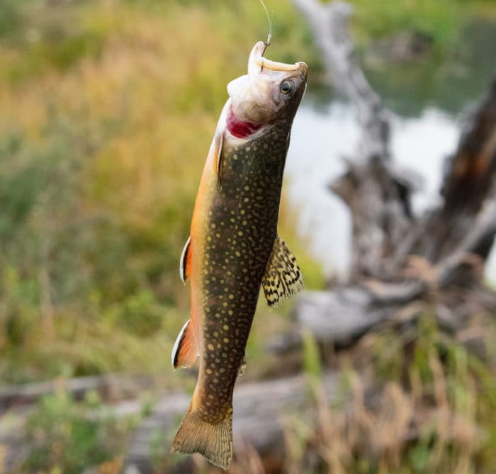 How To Fish For Trout Trout Fishing 101 The Wild Provides