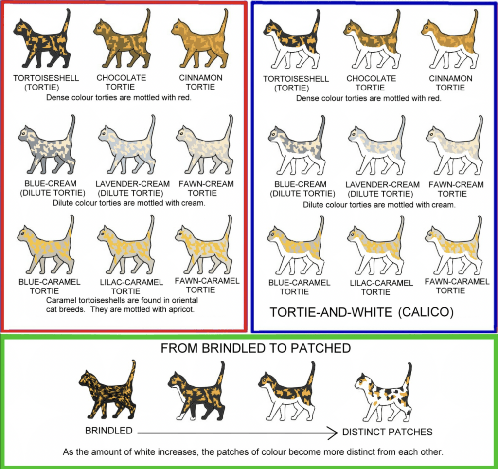 Les Couleurs Rares du Pelage du Maine Coon The Wild RendezVous