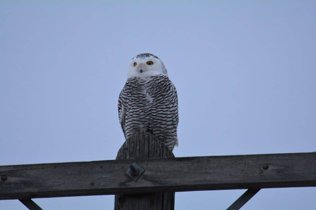 Owls of Minnesota Small Group Trip January 2024 (SOLD OUT) The