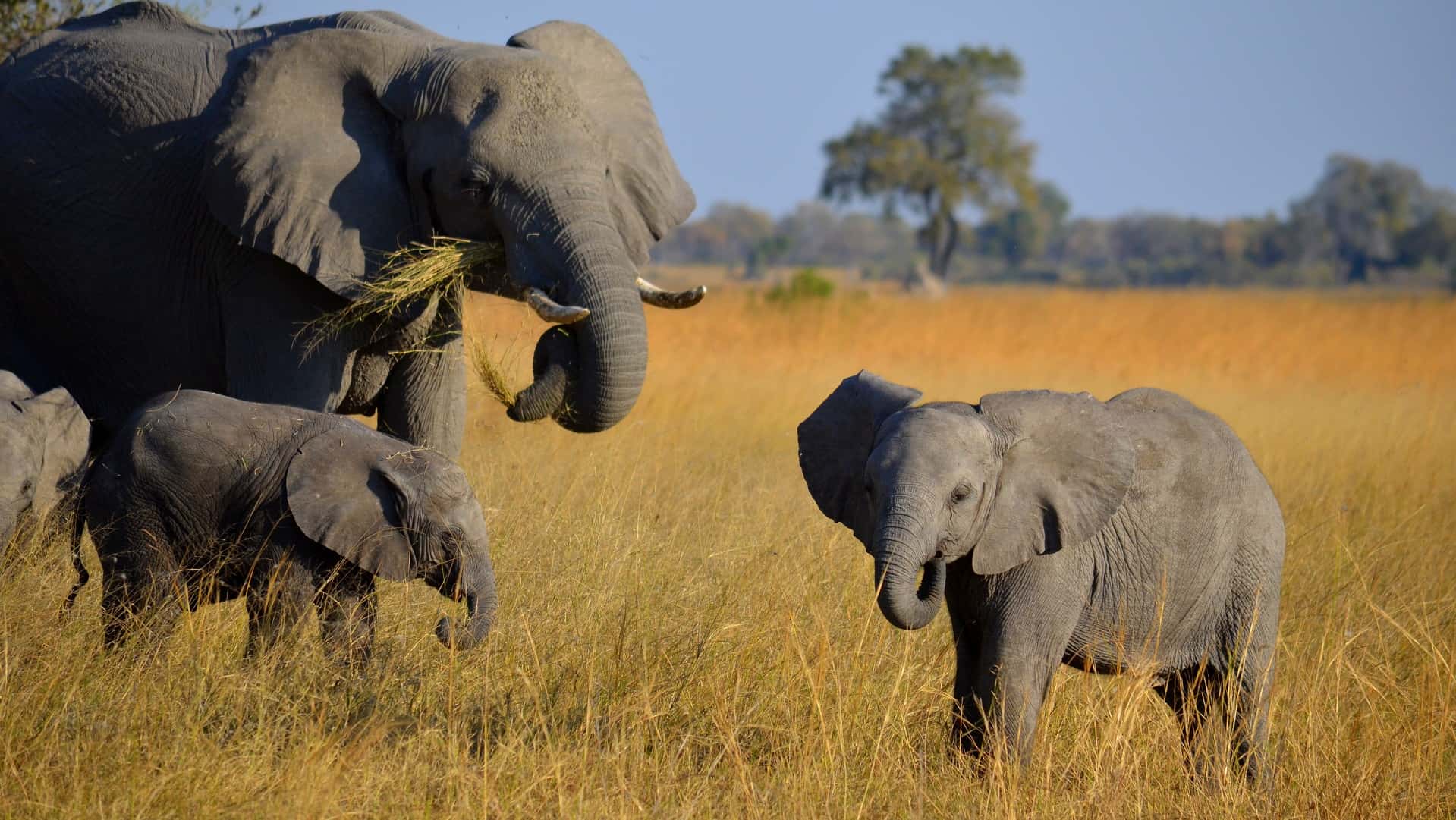 World Elephant Day 2020 The Wild Source World Elephant Day 2020 The Wild Source